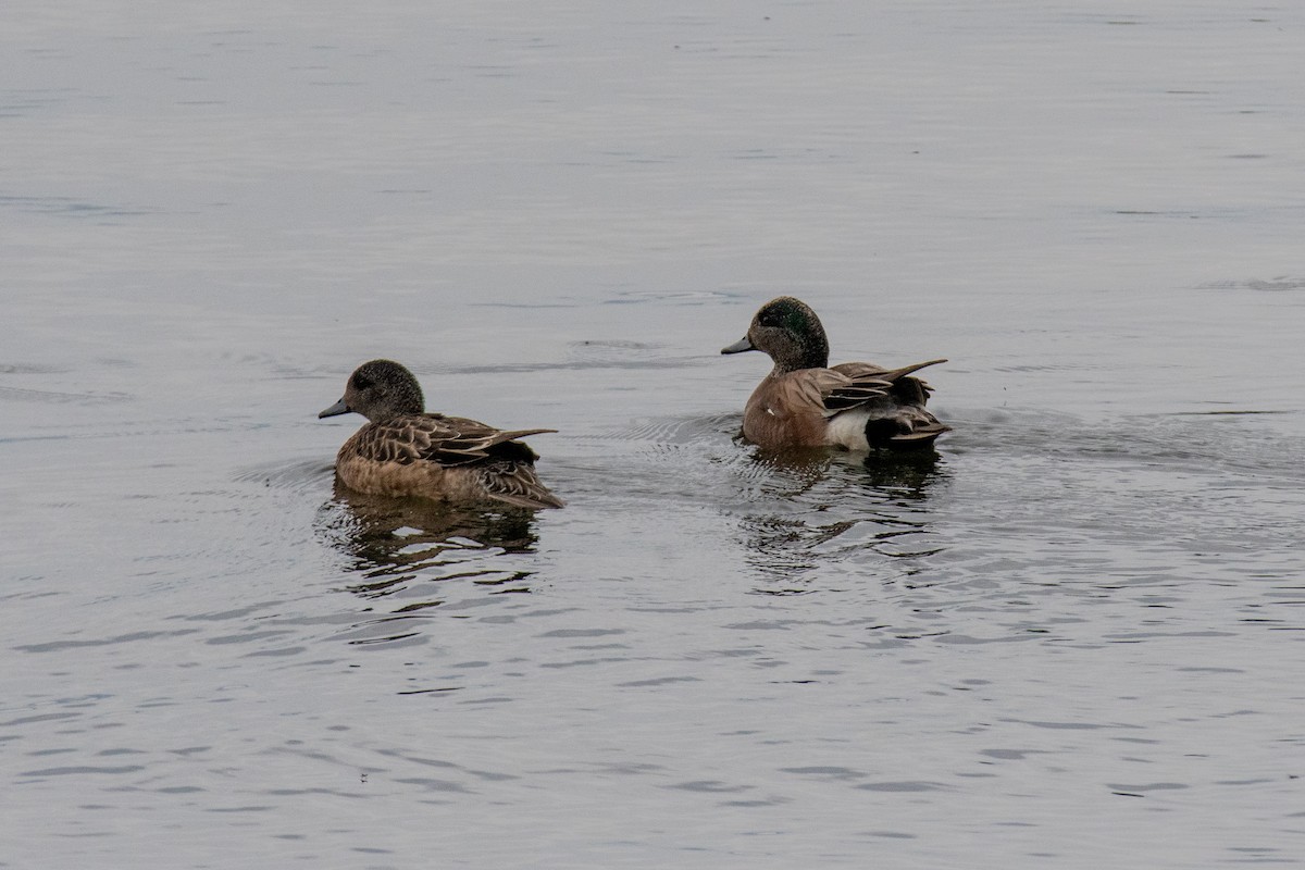 Canard d'Amérique - ML620625026