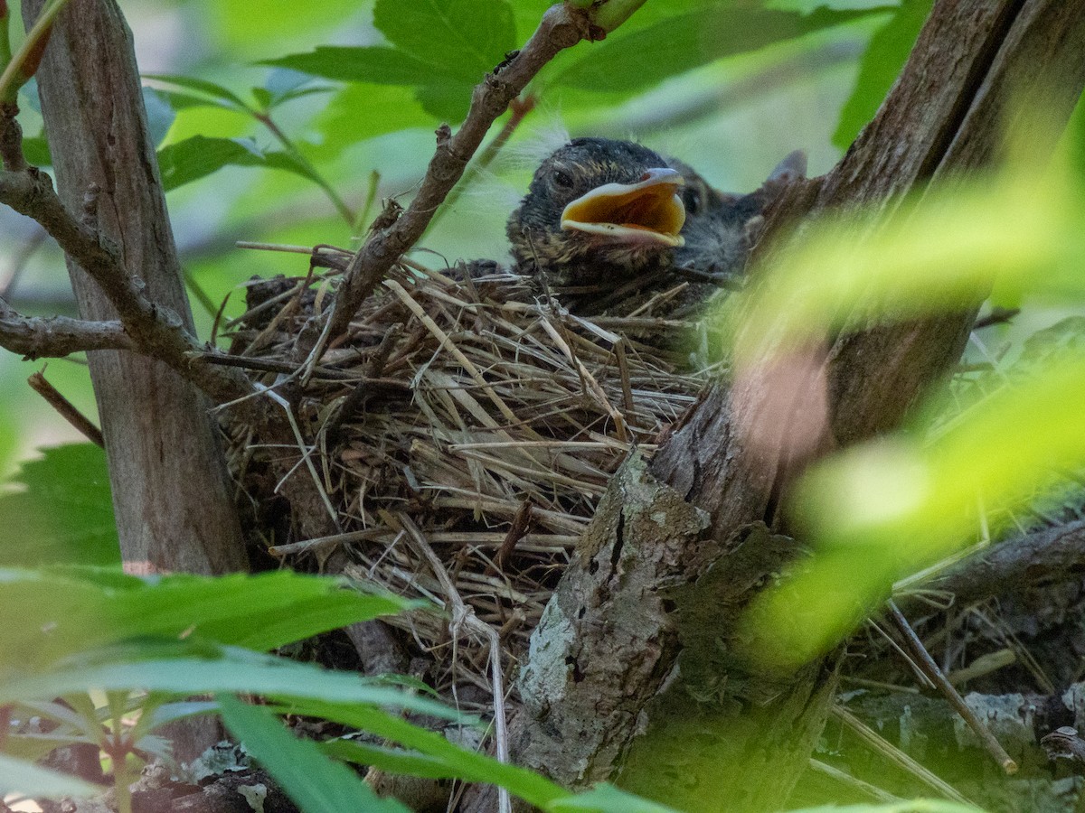 American Robin - ML620625027