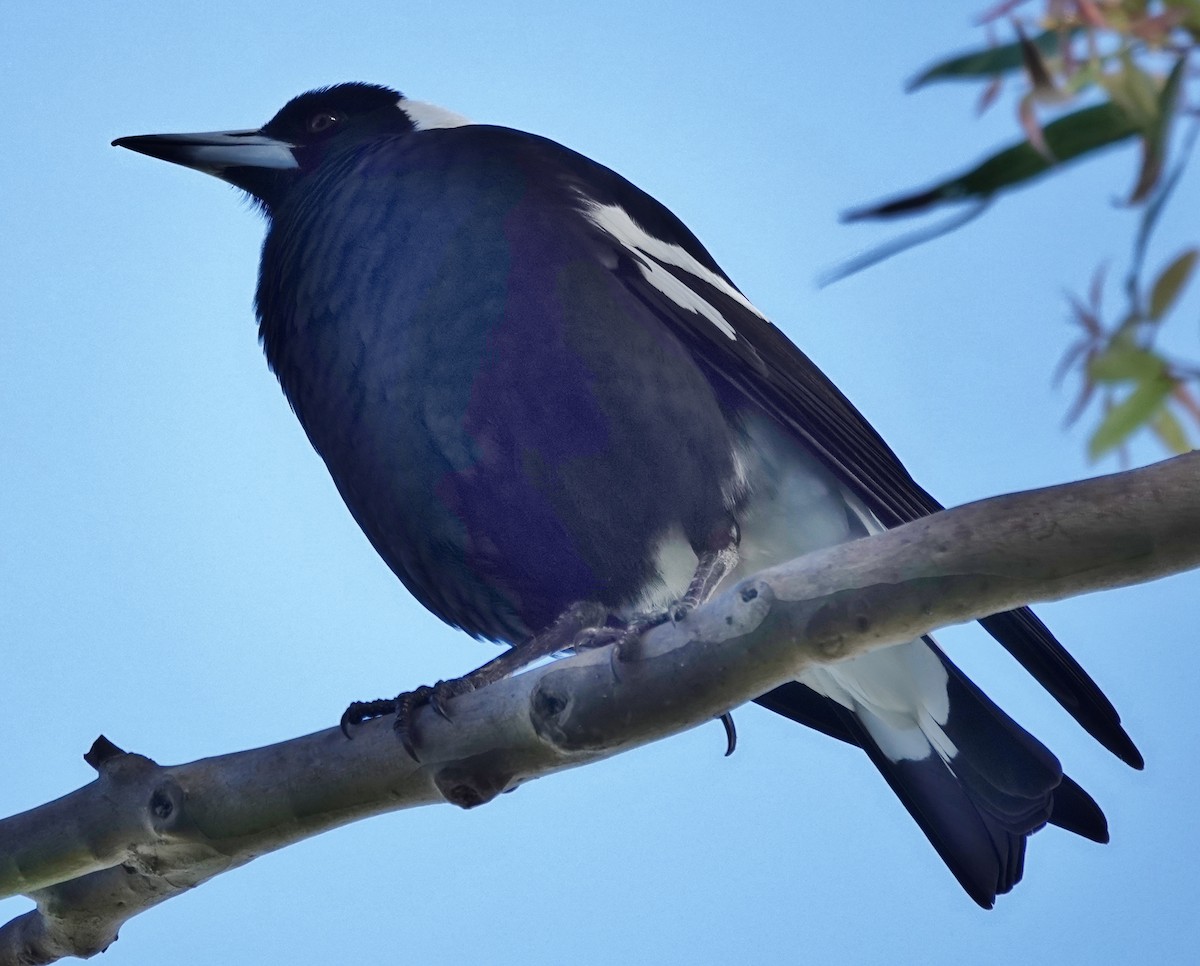 Australian Magpie (Black-backed) - ML620625029