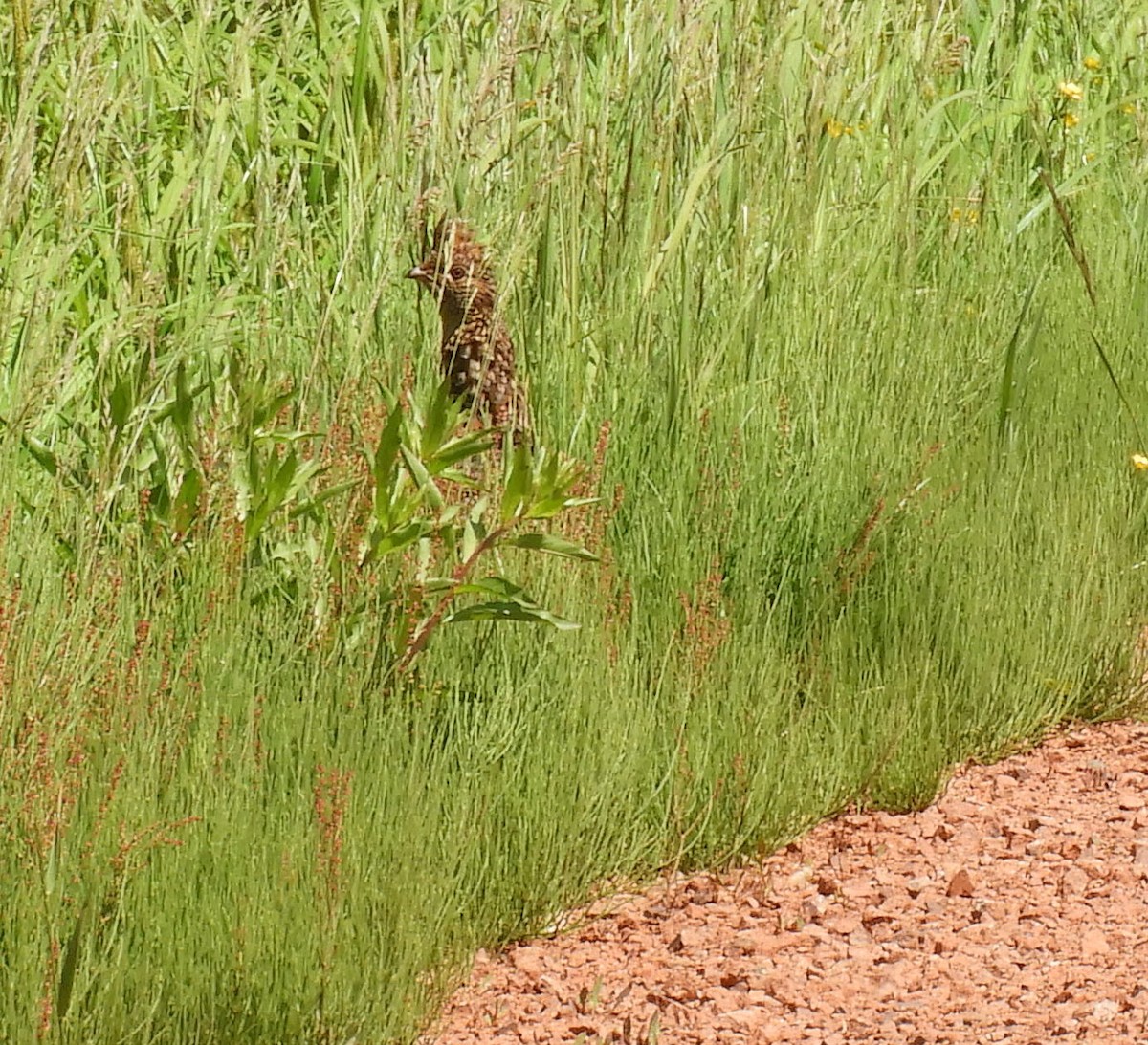 Ruffed Grouse - ML620625030