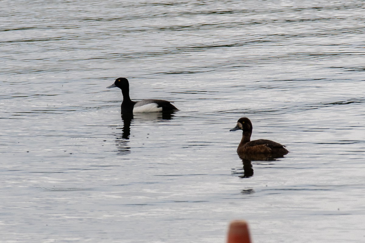 Lesser Scaup - ML620625031