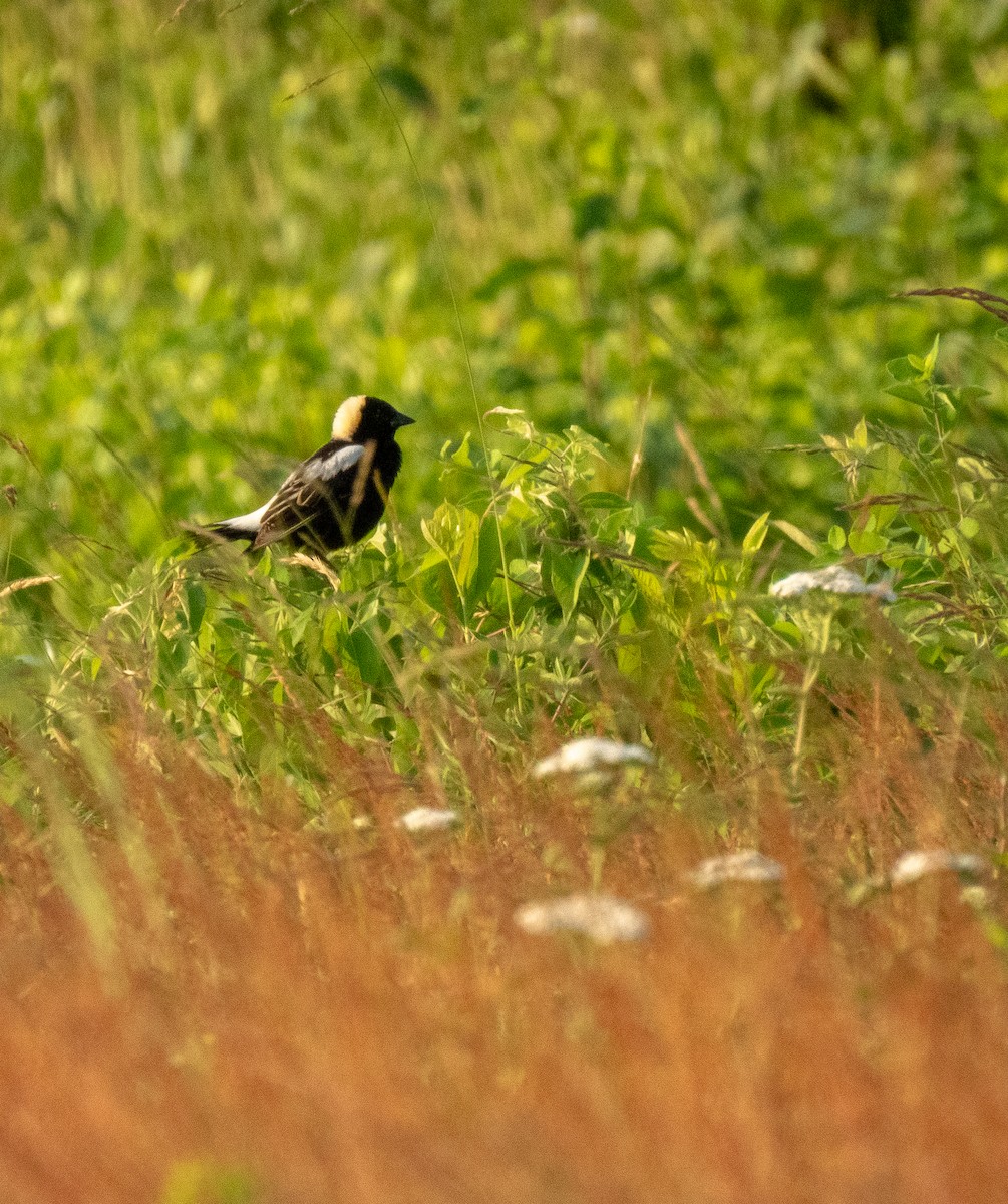 bobolink americký - ML620625032