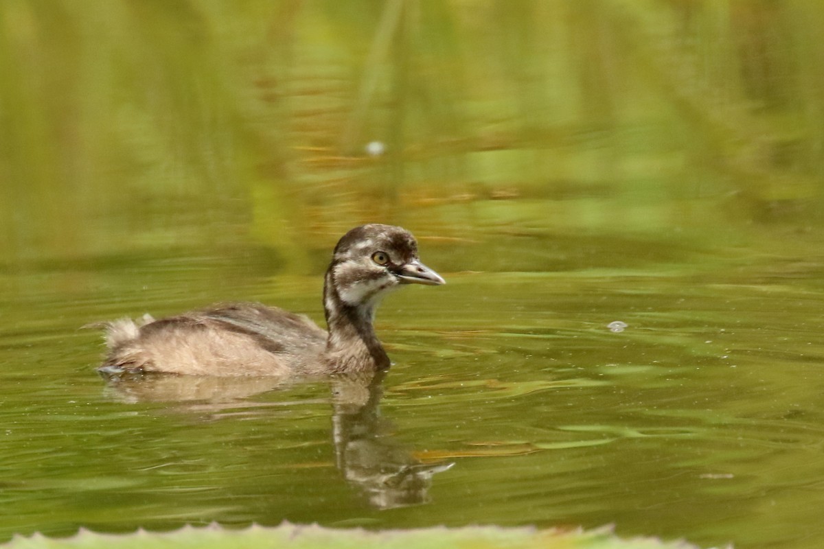 Least Grebe - ML620625033