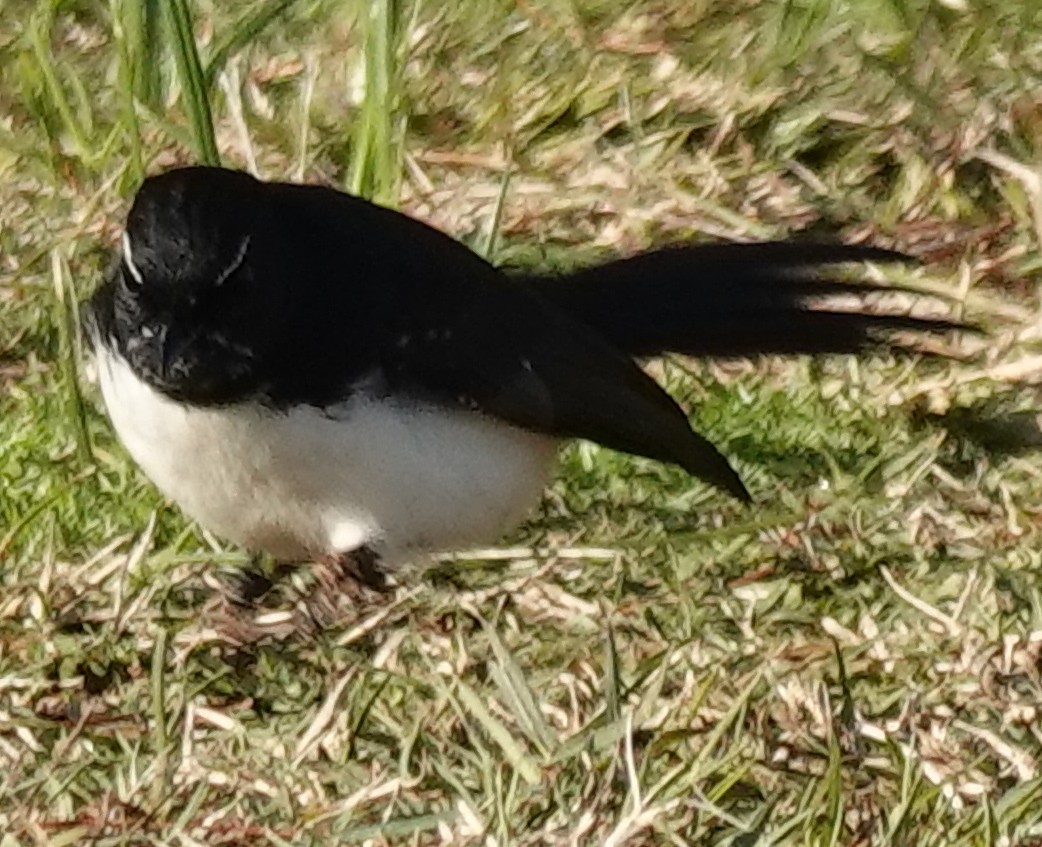 Willie-wagtail - ML620625034
