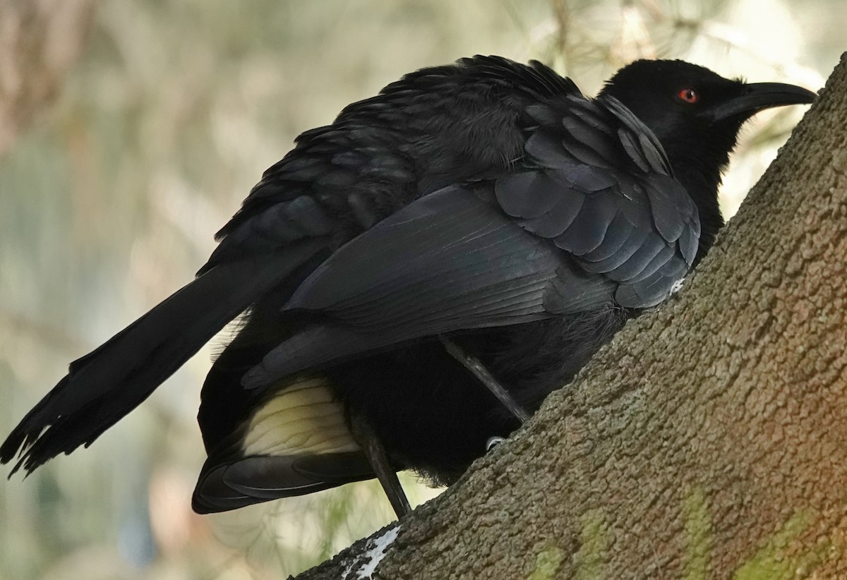 White-winged Chough - ML620625039