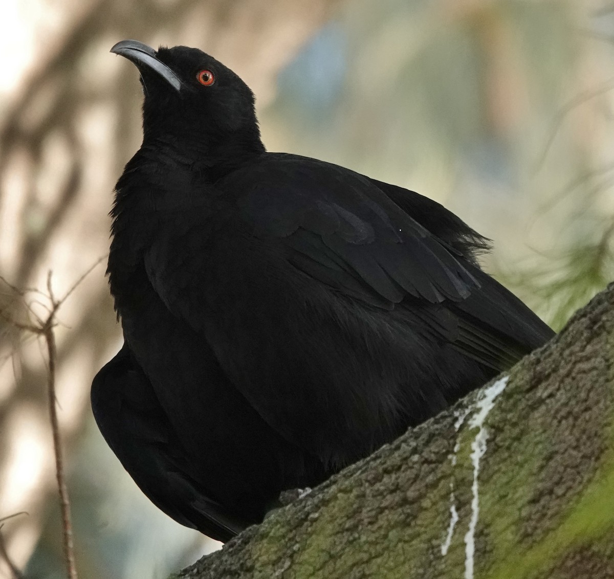 White-winged Chough - ML620625040