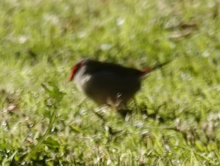 Red-browed Firetail - ML620625043