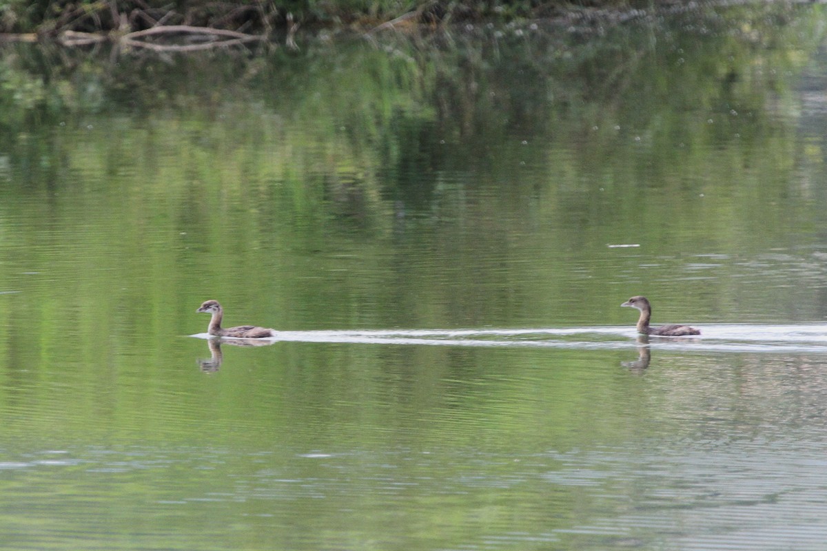 Pied-billed Grebe - ML620625047