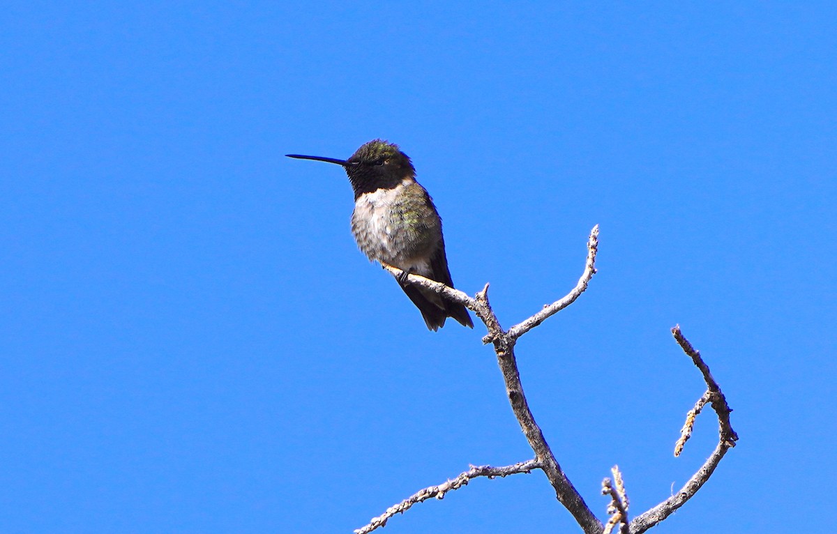 Black-chinned Hummingbird - ML620625051