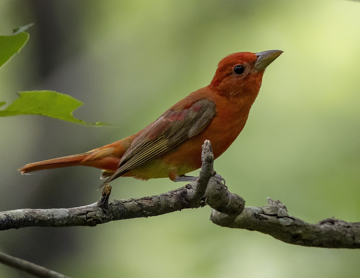 Piranga Roja - ML620625053