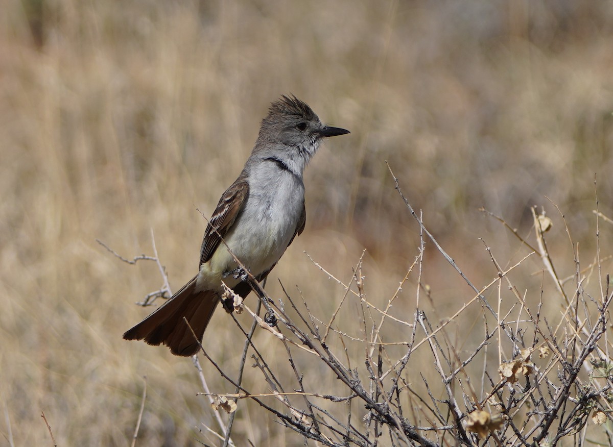 Ash-throated Flycatcher - ML620625054