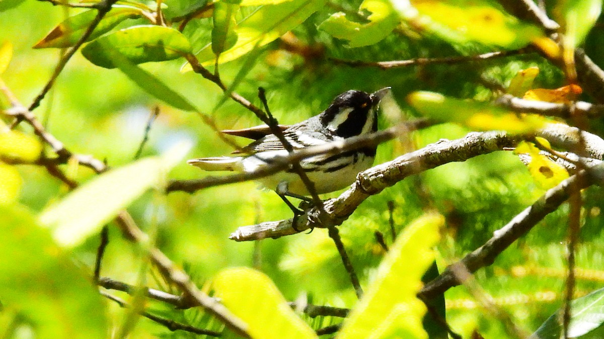 Black-throated Gray Warbler - ML620625056