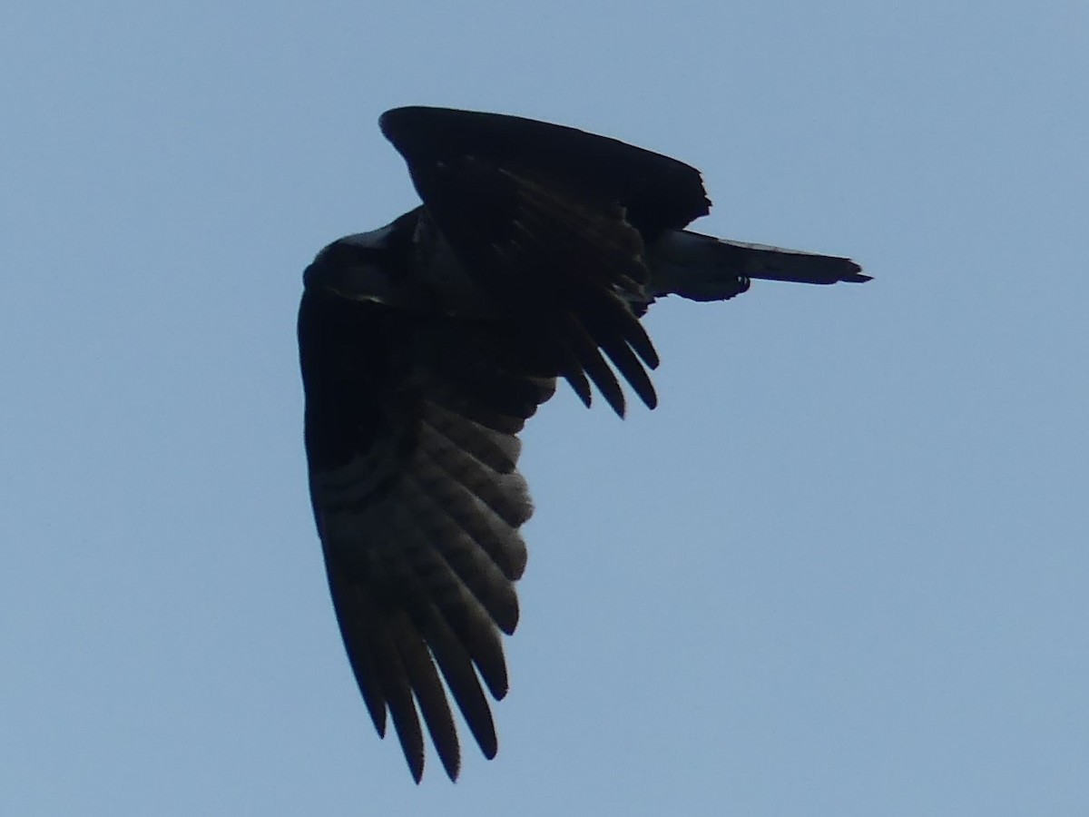 Águila Pescadora - ML620625063