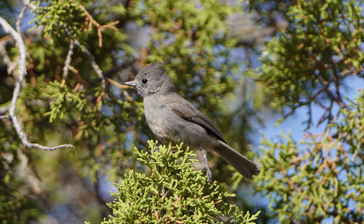 Juniper Titmouse - ML620625065