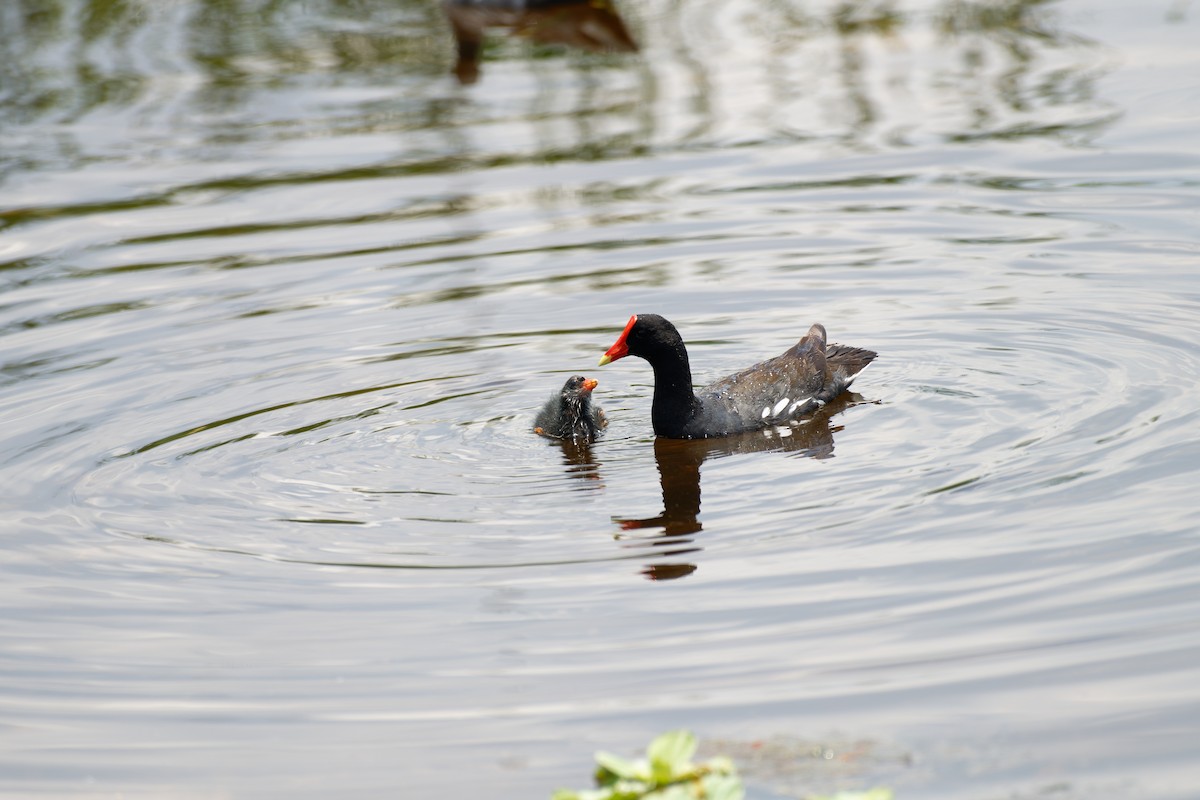 Gallinule d'Amérique (groupe galeata) - ML620625068