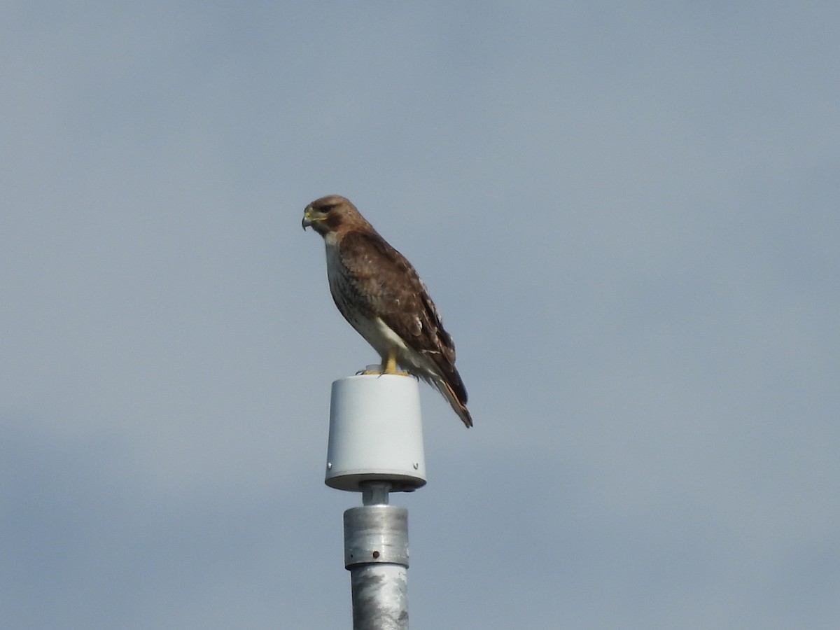 Red-tailed Hawk - ML620625070