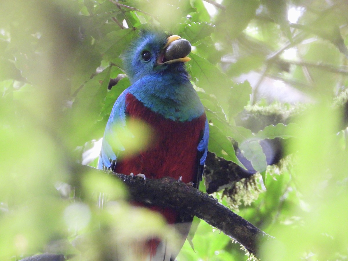 Quetzal resplendissant - ML620625071