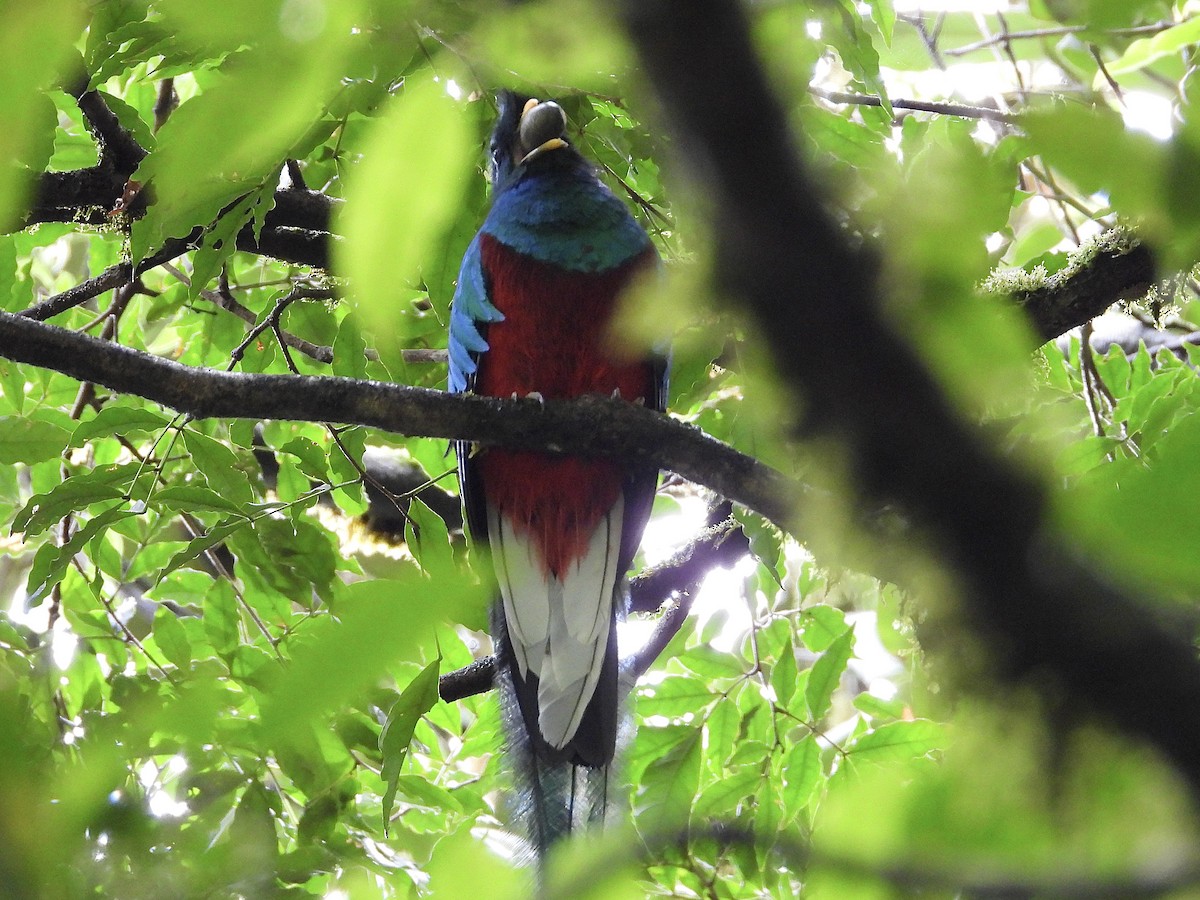 Resplendent Quetzal - ML620625072