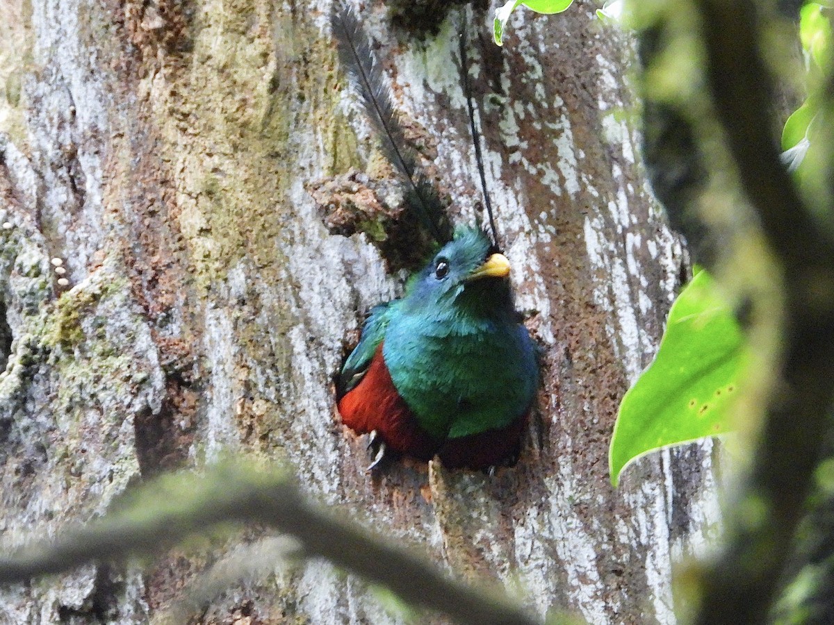 Resplendent Quetzal - ML620625073