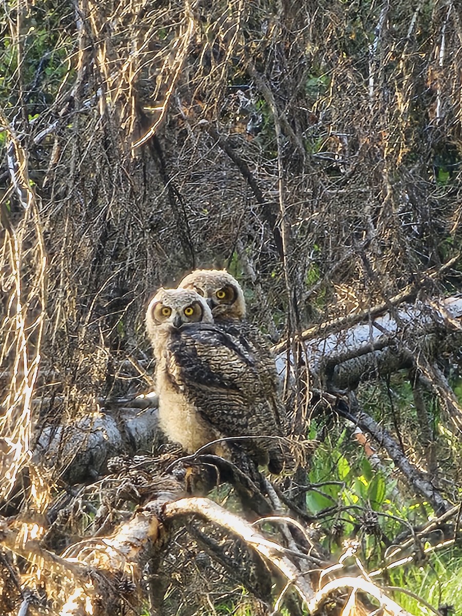 Great Horned Owl - ML620625075