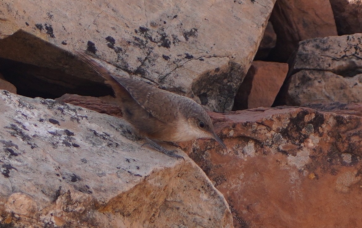 Canyon Wren - ML620625076