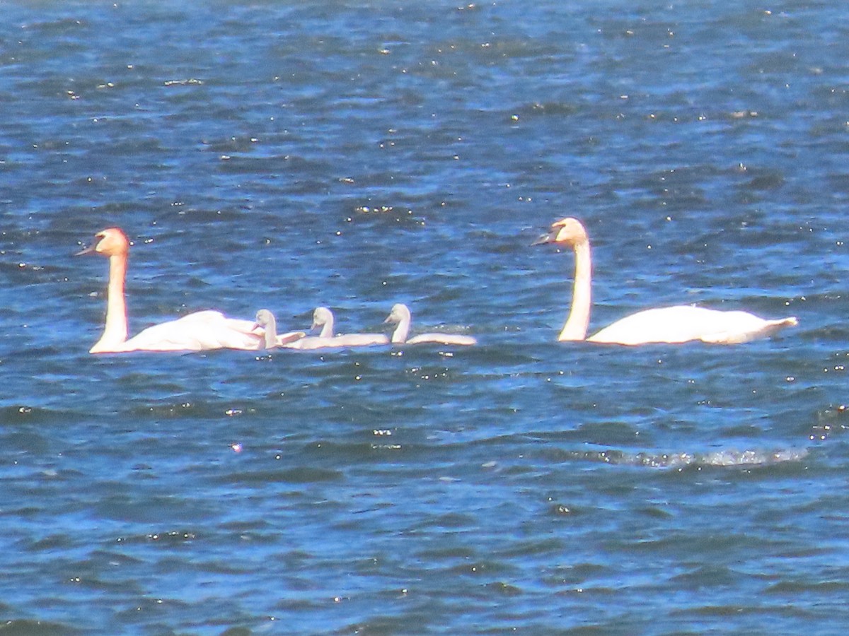 Trumpeter Swan - ML620625077