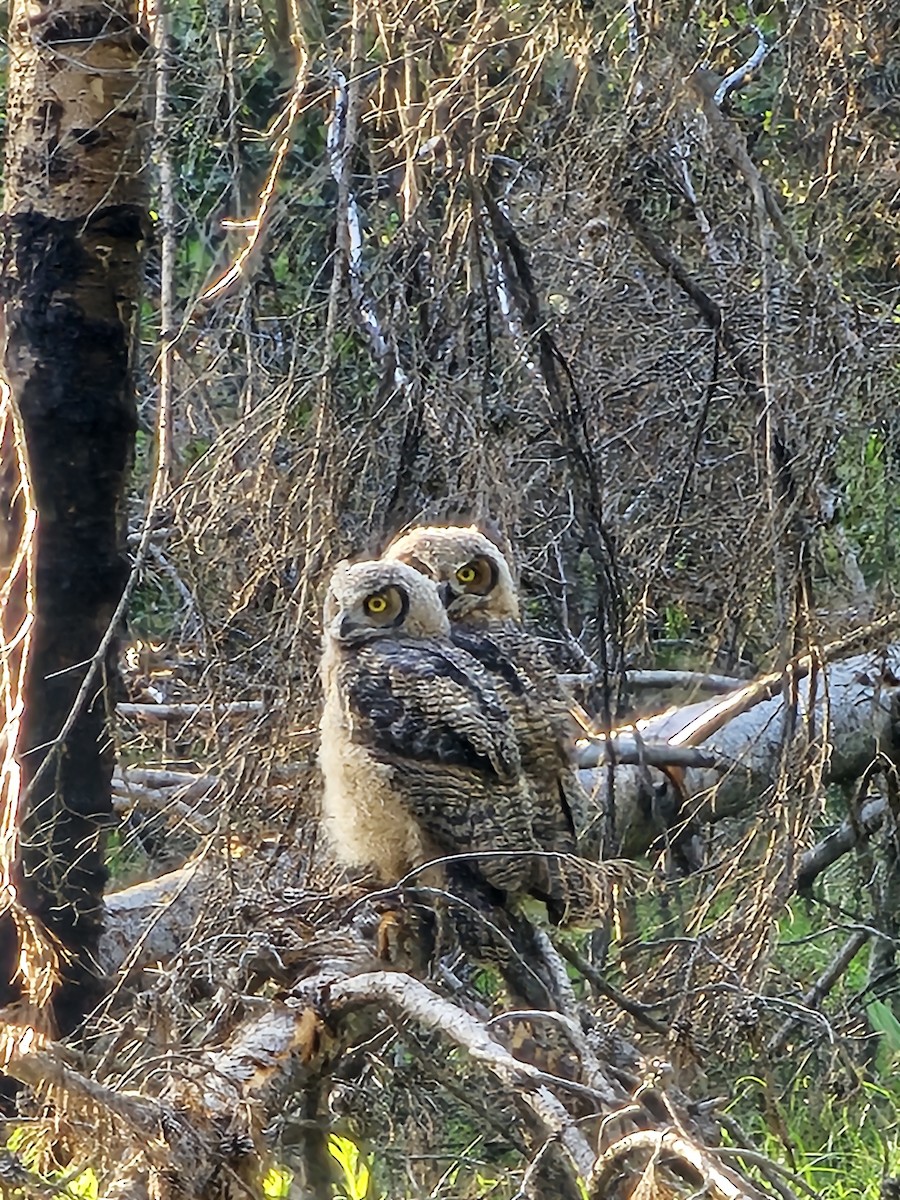 Great Horned Owl - ML620625079