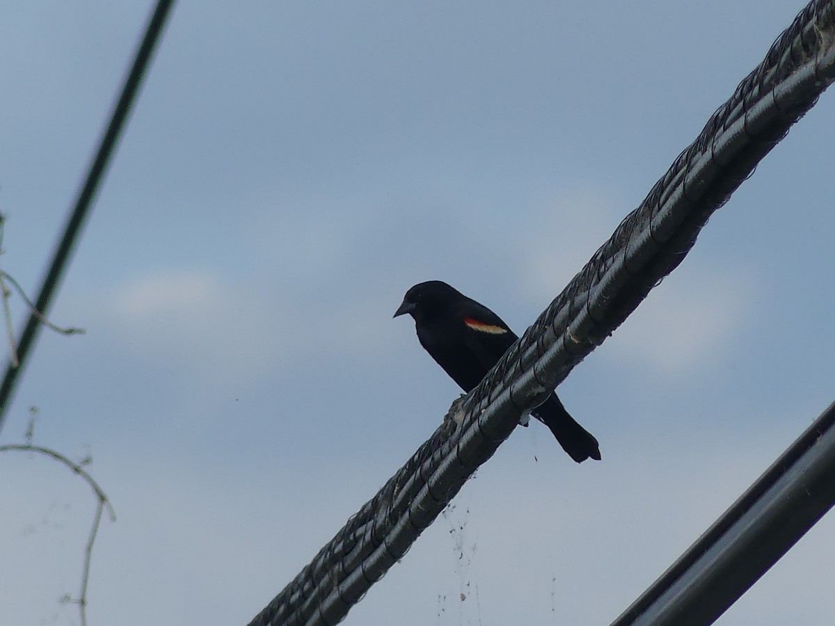 Red-winged Blackbird - ML620625081