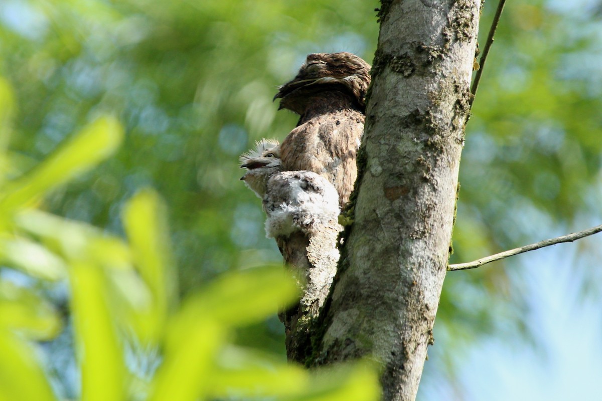 Common Potoo - ML620625083