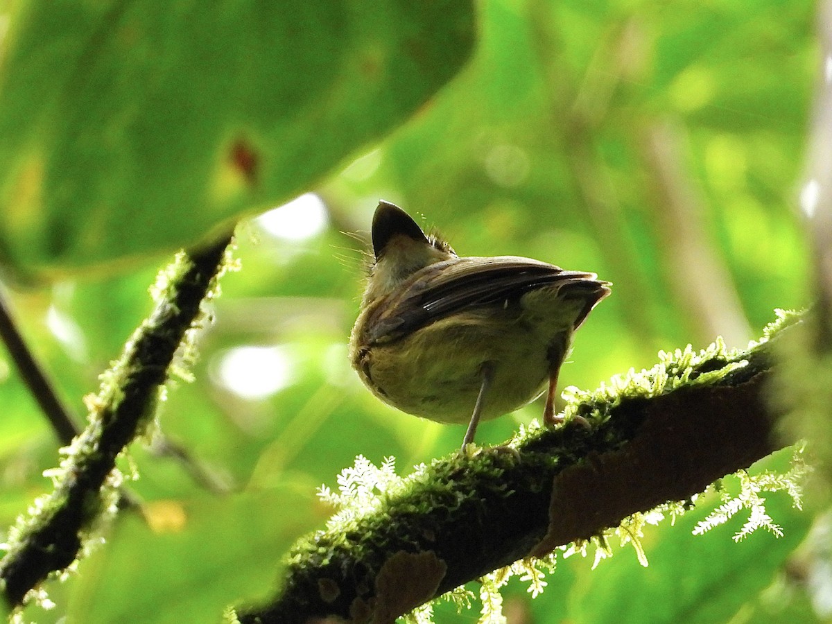 White-throated Spadebill - ML620625086