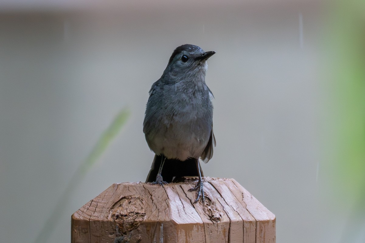 Pájaro Gato Gris - ML620625097