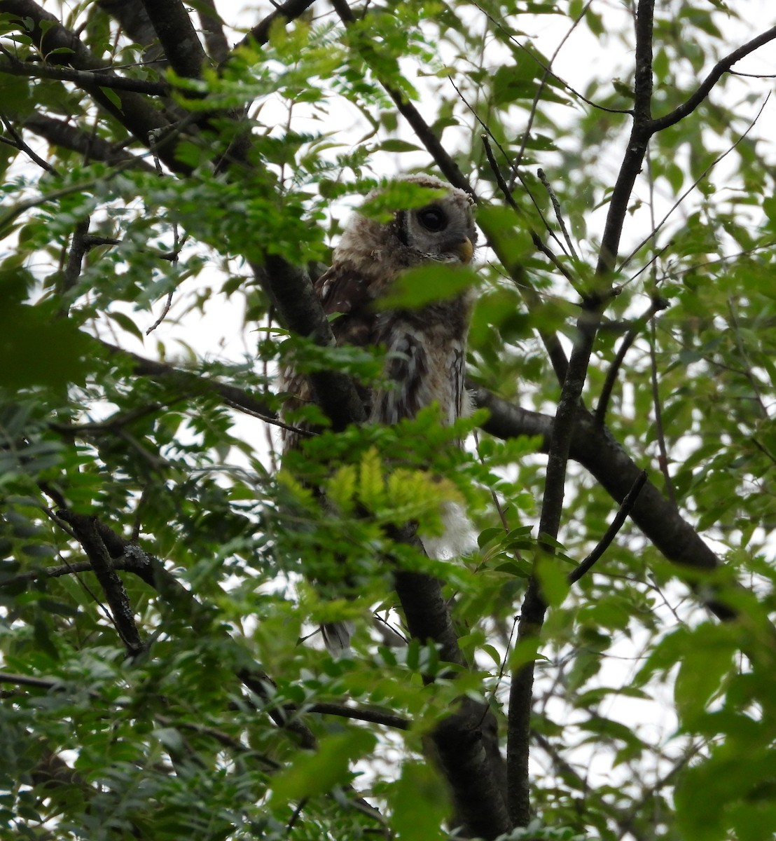 Barred Owl - ML620625103