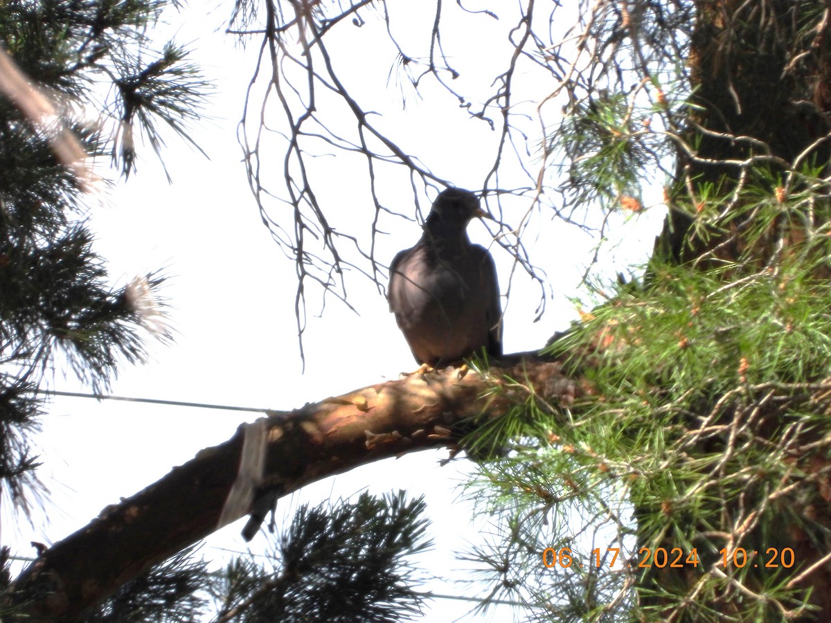 Band-tailed Pigeon - Corey Jensen