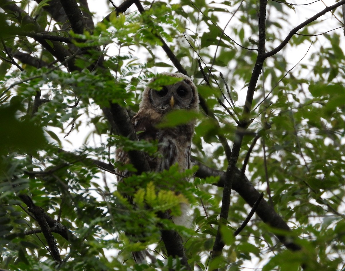 Barred Owl - ML620625106