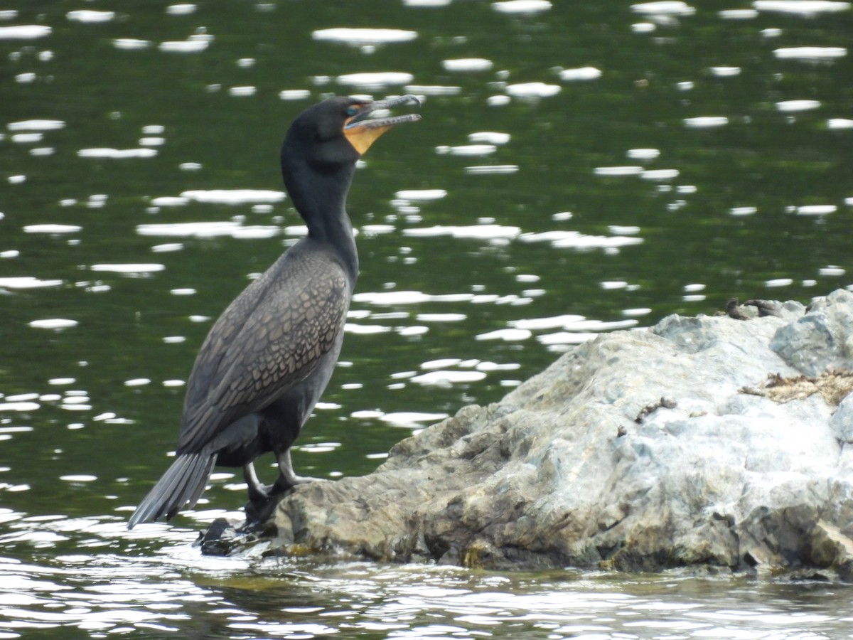 Cormorán Orejudo - ML620625107