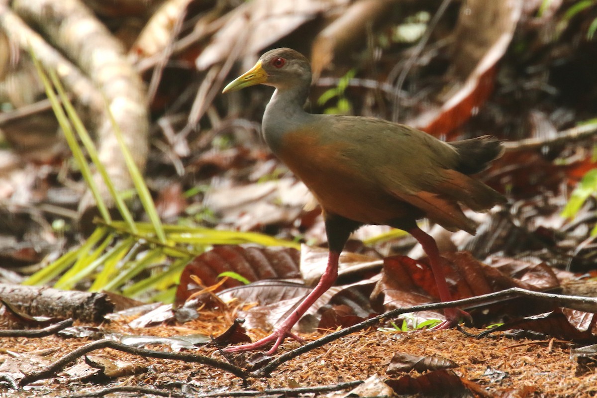 Gray-cowled Wood-Rail - ML620625109