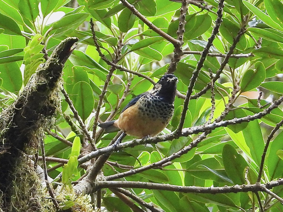 Spangle-cheeked Tanager - ML620625111