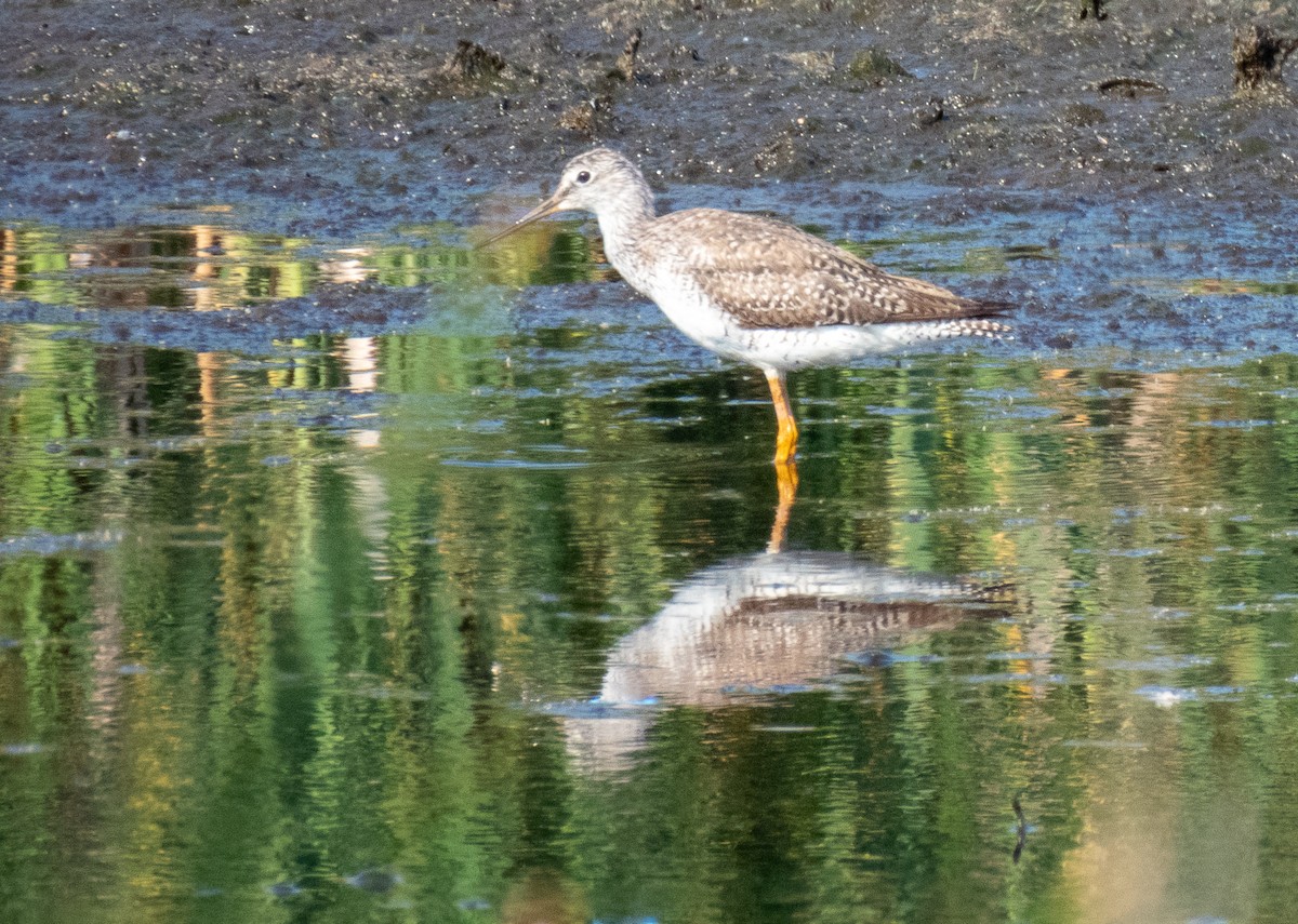 Greater Yellowlegs - ML620625113