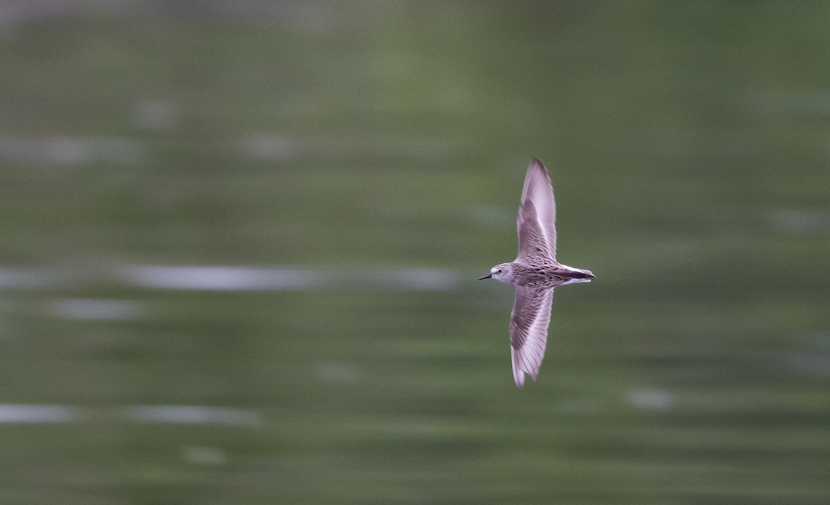 Semipalmated Sandpiper - ML620625114