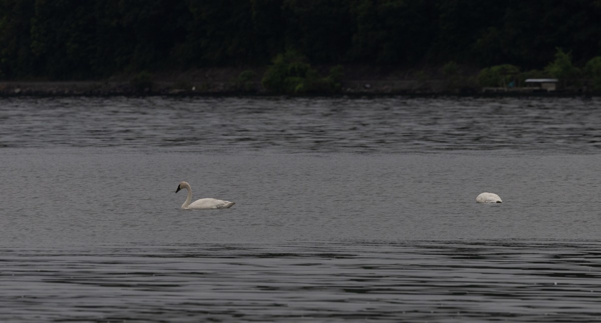 Trumpeter Swan - ML620625116