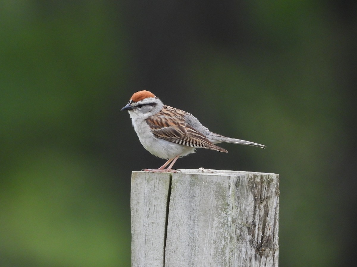 Chipping Sparrow - Amy Lyyski