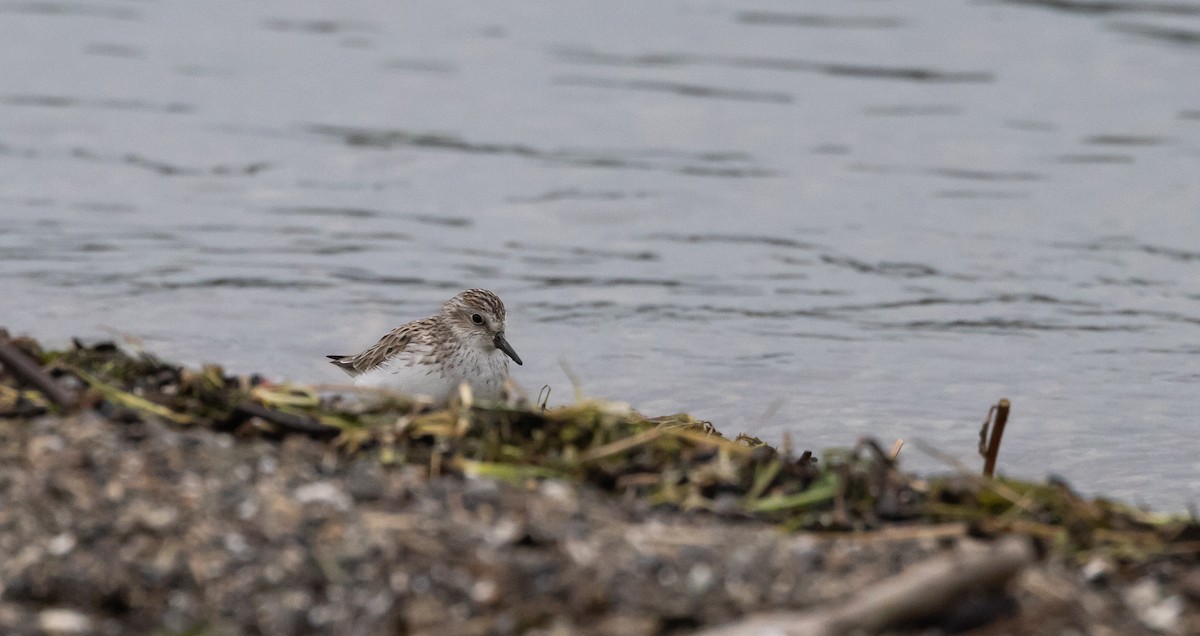 Semipalmated Sandpiper - ML620625118