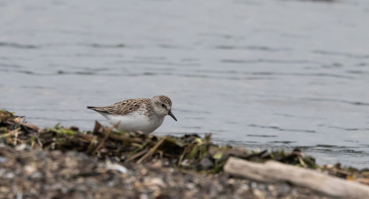 Semipalmated Sandpiper - ML620625119