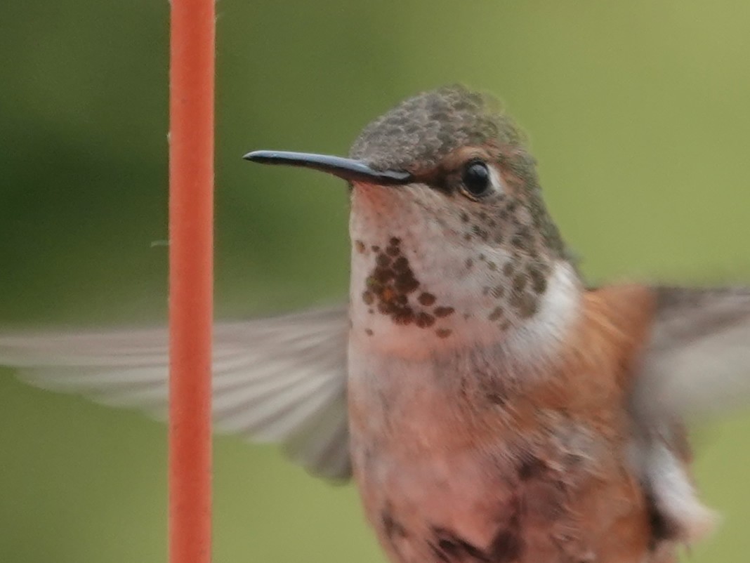 Rufous Hummingbird - Liz Soria