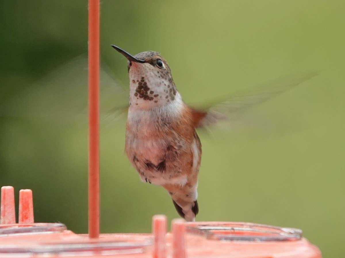 Rufous Hummingbird - Liz Soria