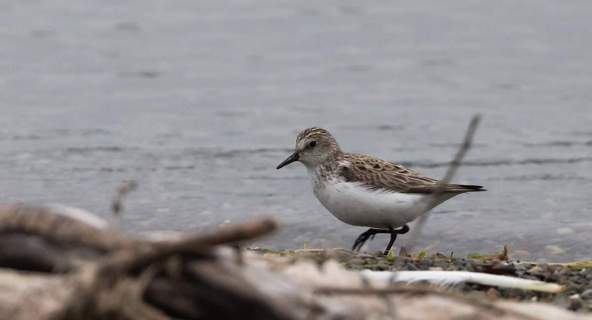 Semipalmated Sandpiper - ML620625126