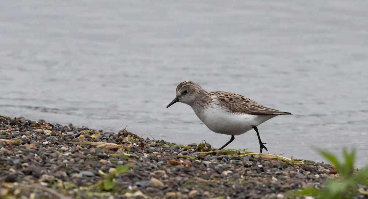 Semipalmated Sandpiper - ML620625127