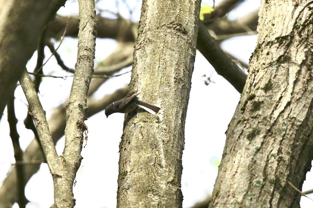 Dark-eyed Junco - ML620625128