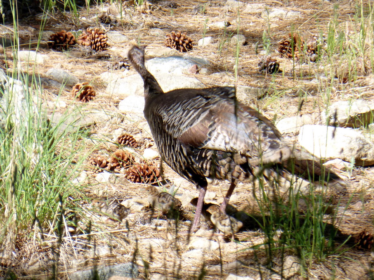 Wild Turkey - ML620625129