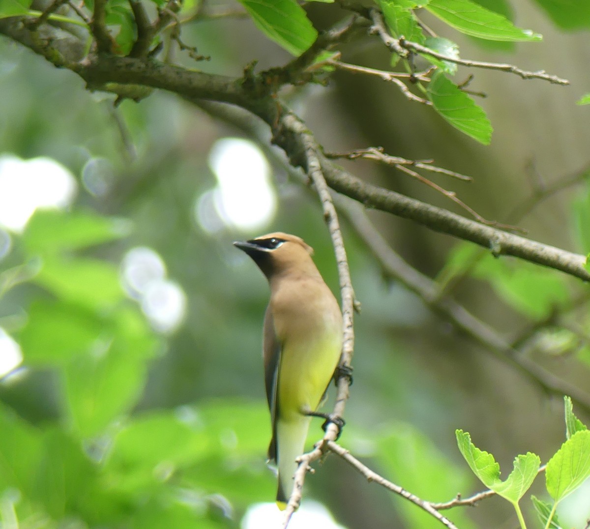 Cedar Waxwing - ML620625130